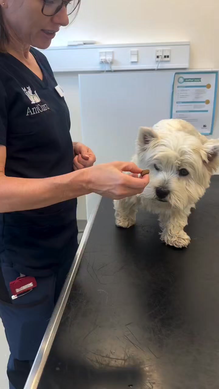Fuut westie r 🥓🥓 #Westies #puppylovers #westie #dogsandpals # ...