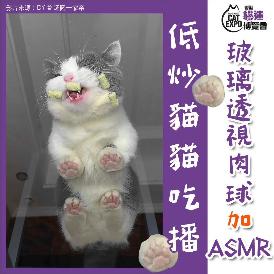 香港貓迷博覽會 Hong Kong Cat Expo