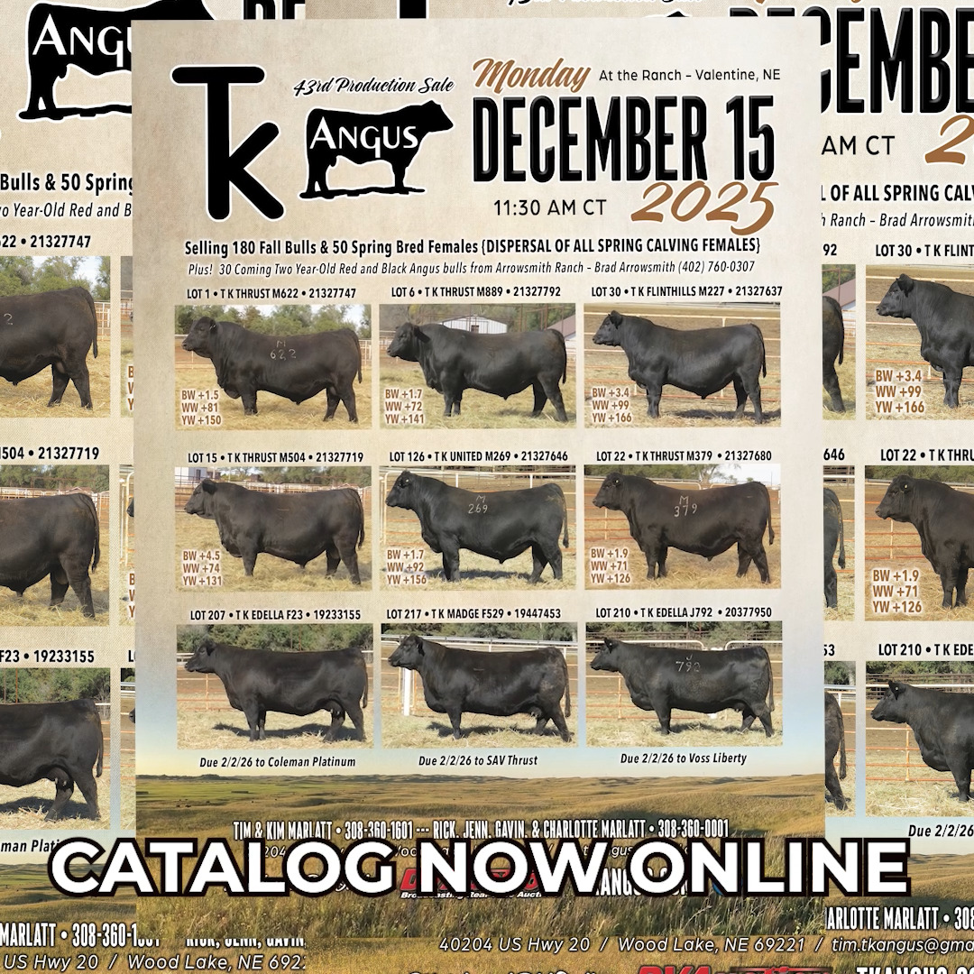 TK Angus 43rd Annual Production Sale Monday, December 15, 2025 @ 1:00 ...