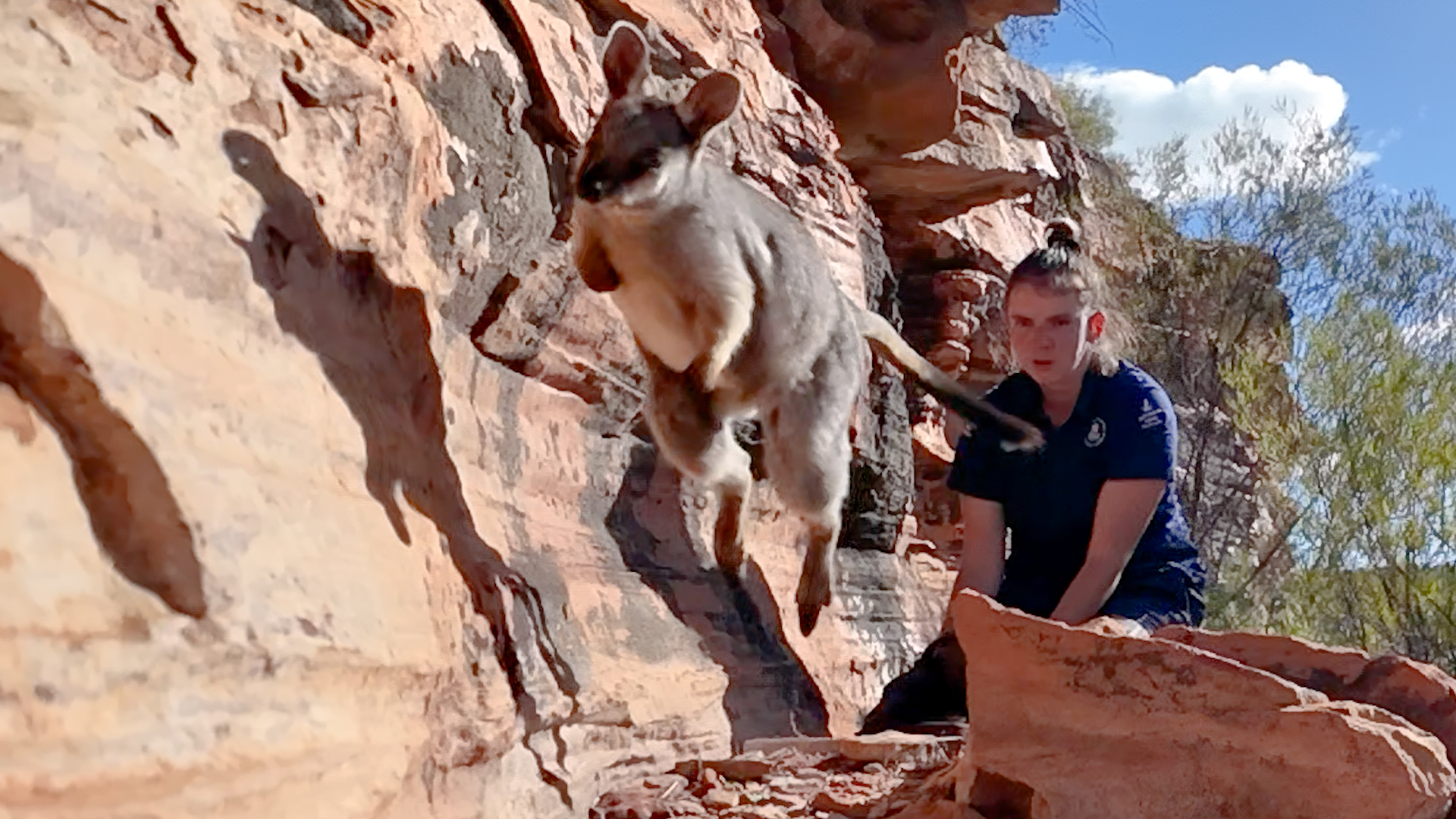 🌿 Great news from Kalbarri National Park! 🦘 Once thought extinct in ...