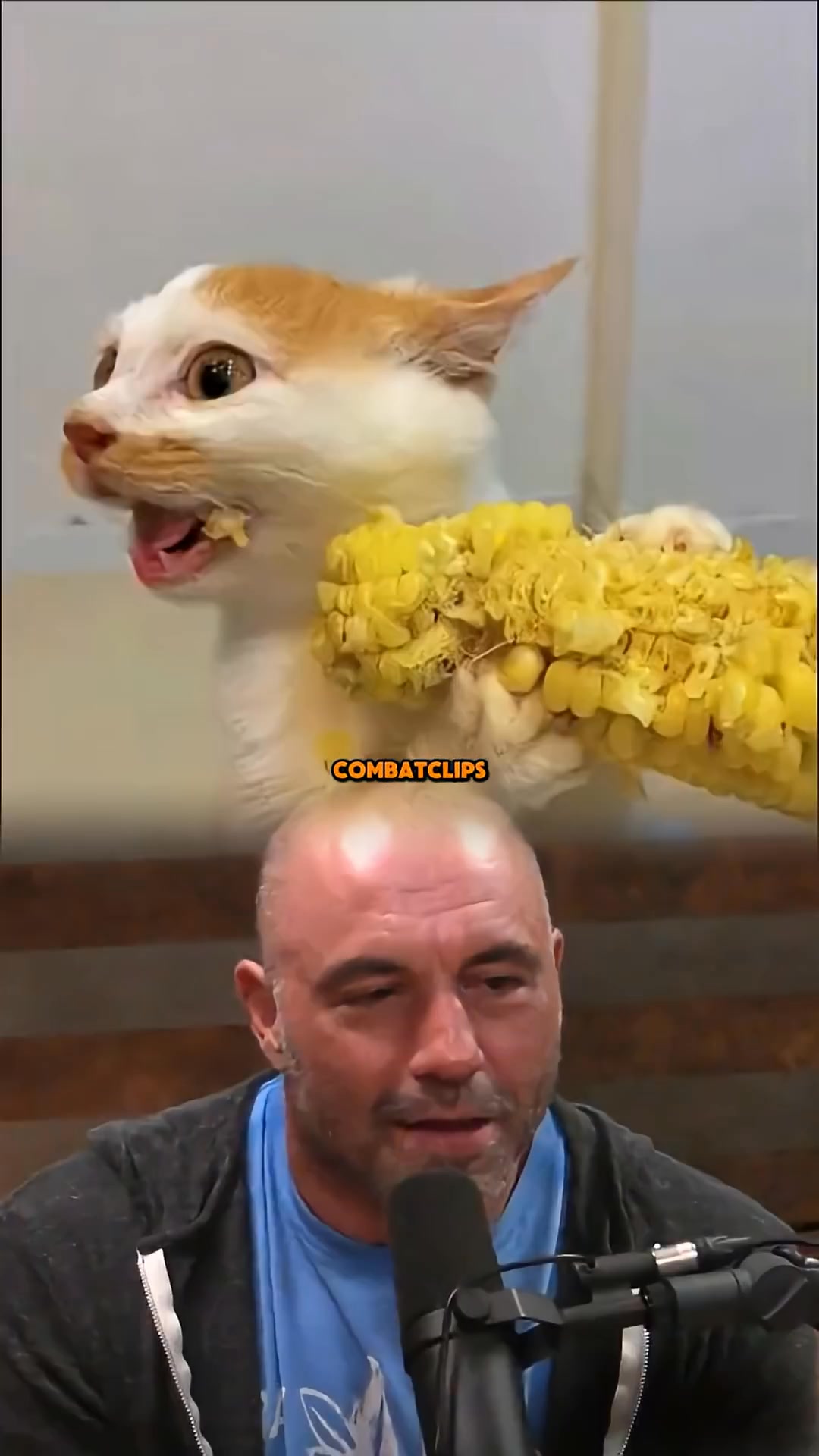 Joe Rogan On Cats | Pigeons Treatement | Facebook