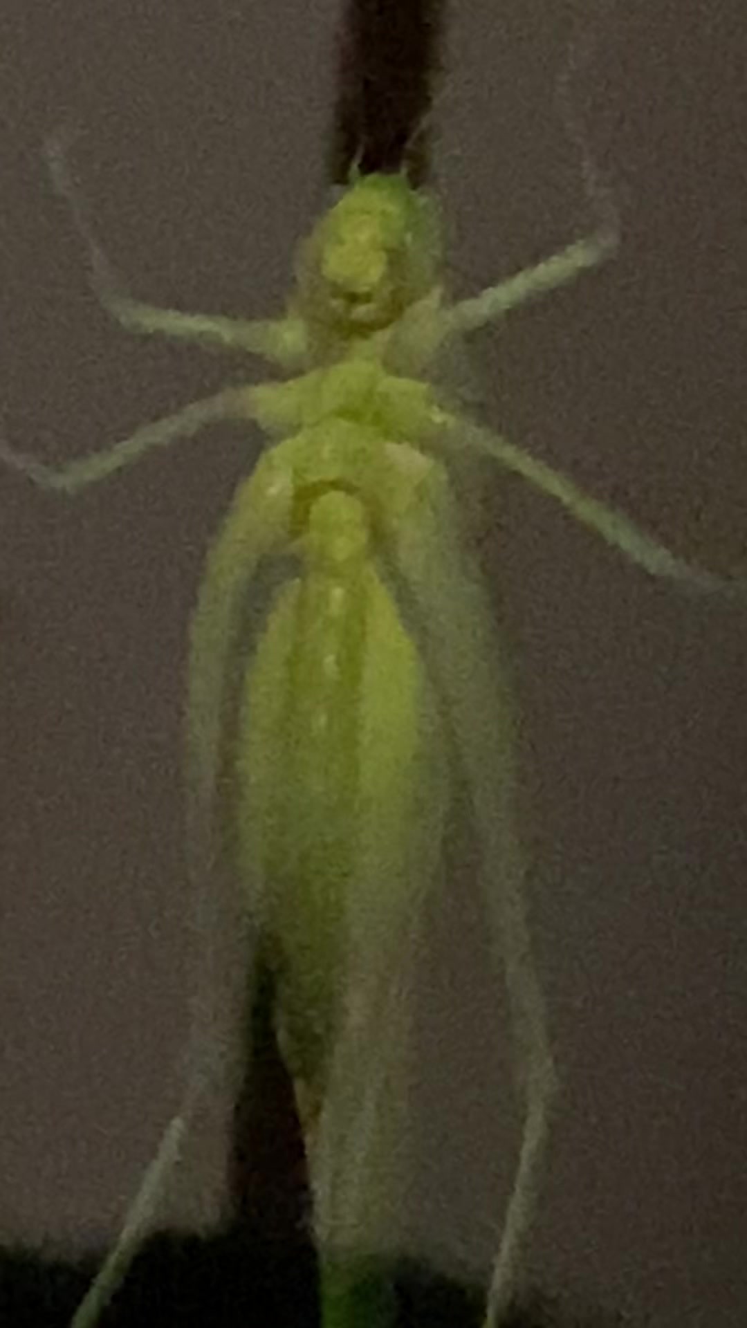 An adorable katydid (Tettigoniidae) from Ecuadorian Choco. We
