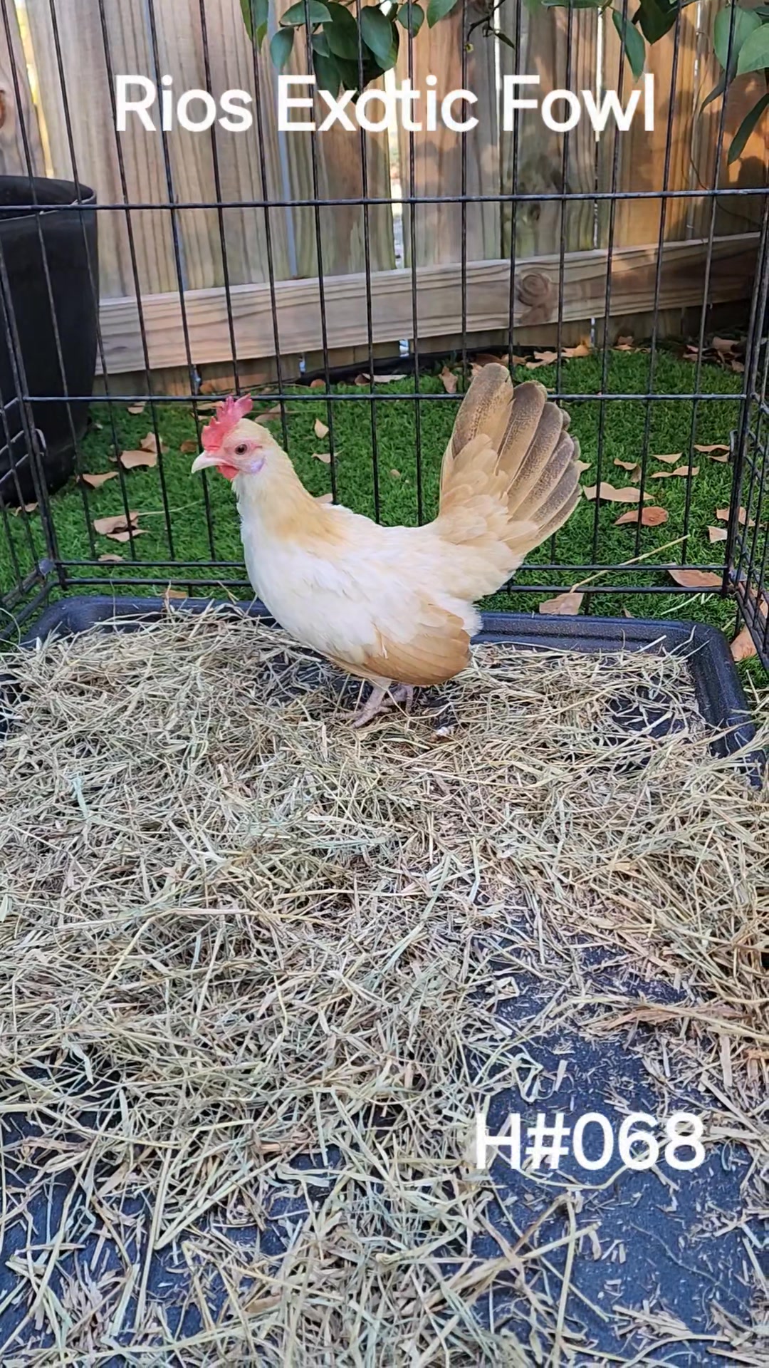 Golden Aztec Roo!!! #069 | Rios Exotic Fowl | Facebook