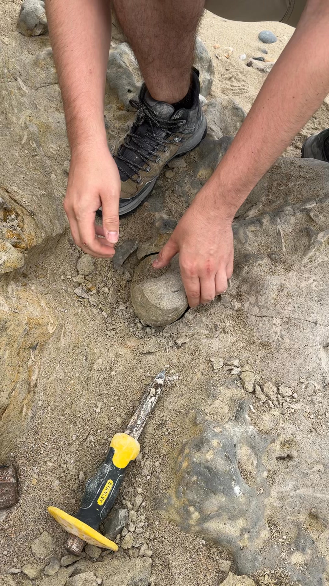 He found what!🔥 #science #dinosaur #Museum #minerals #cotedopale # ...
