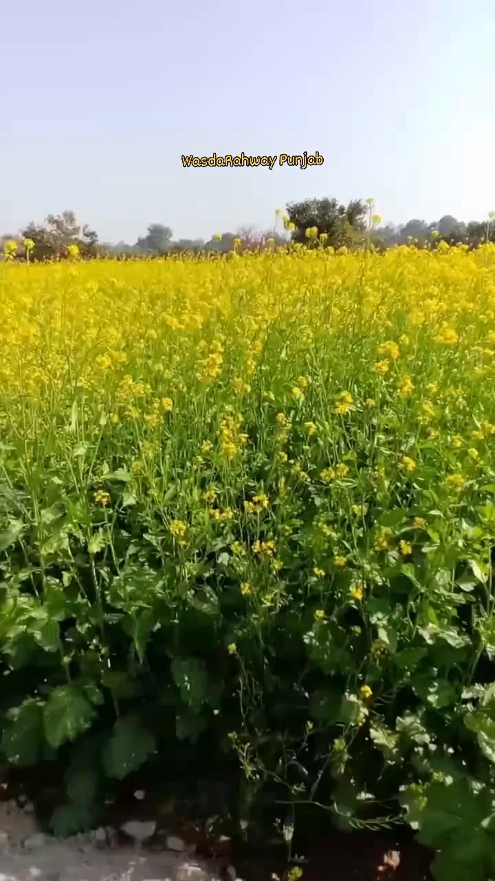 Wasda Rahway Punjab/وسدا رہوے پنجاب
