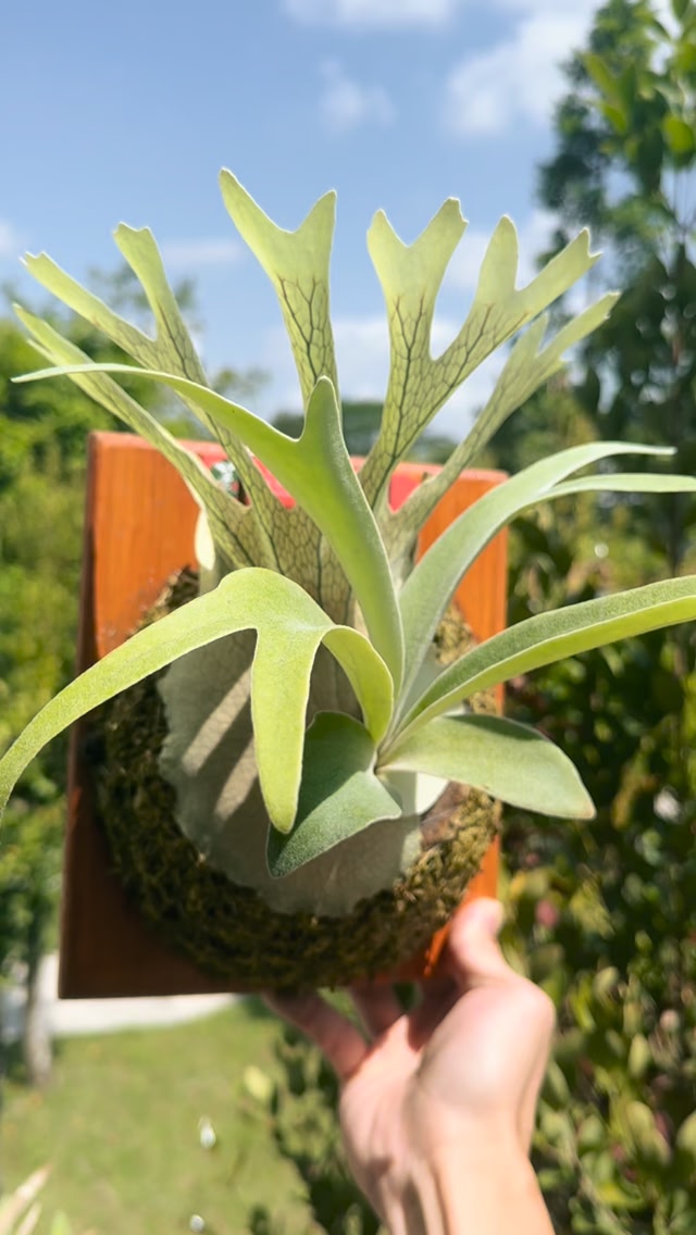 P.Veitchii Auburn River+ P.Willinckii Silver Mutate (Mix Spore