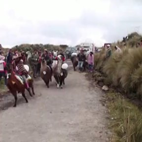 LLAMA RACES: Young jockeys and their pet llamas competed in the annual ...