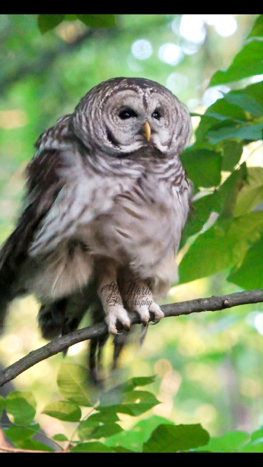 A beautiful barred owl rousing its feathers after preening. This took ...