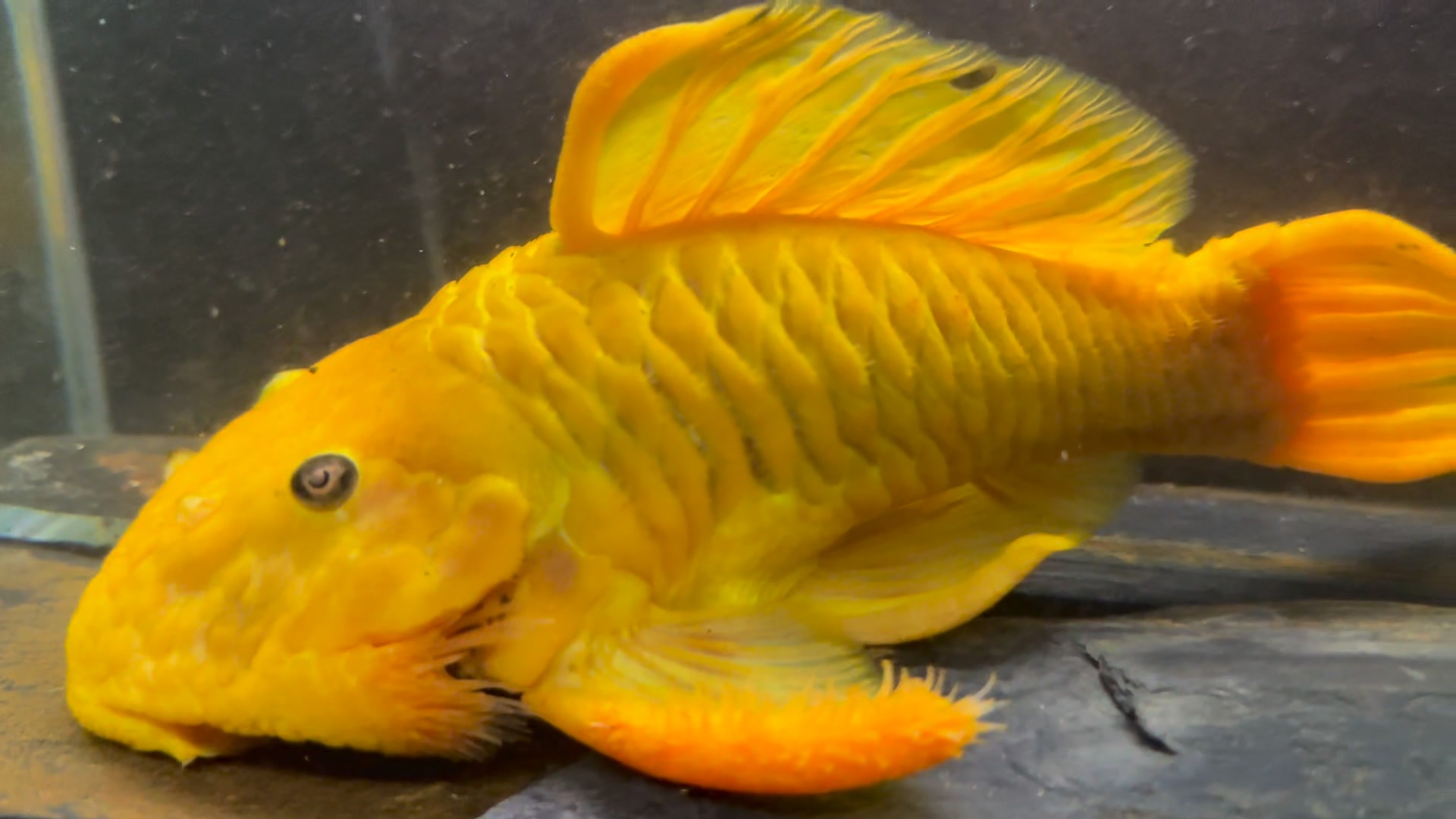 l172-golden-vampire-pleco-leporacanthicus-heterodon-rayong-aqua