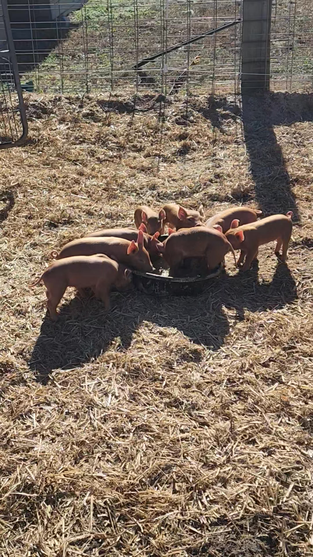 Piglets For Sale We will be taking deposits on piglets New Years week ...