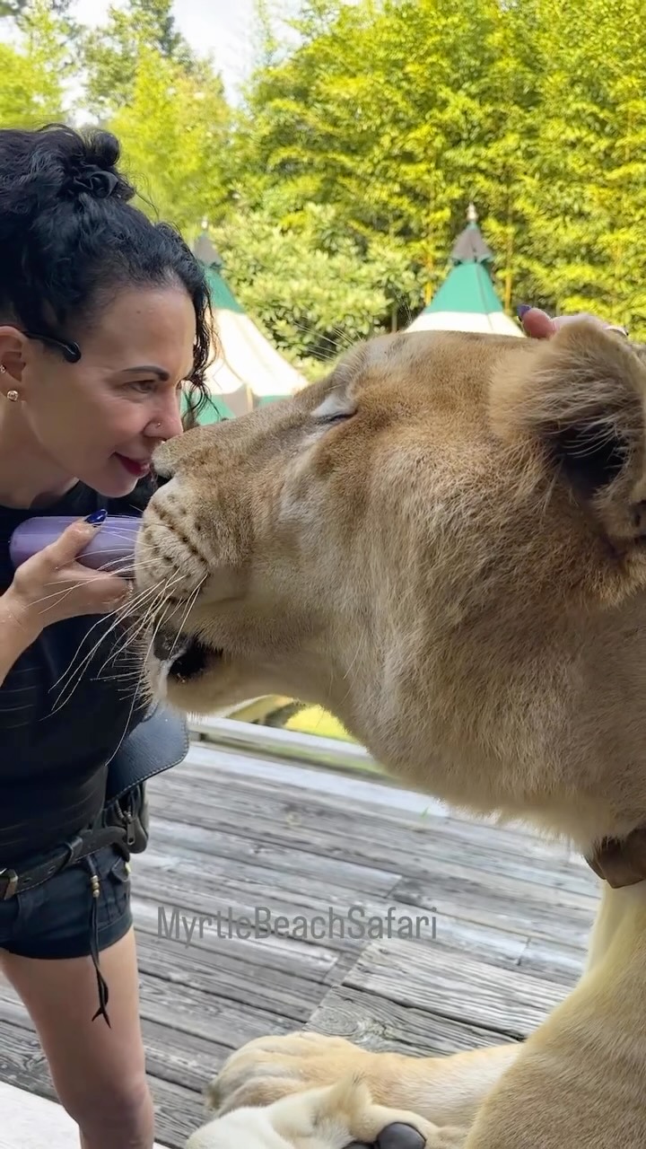 Odin the liger🦁➕🐯 The worlds largest cat. SOUND ON! Only at the