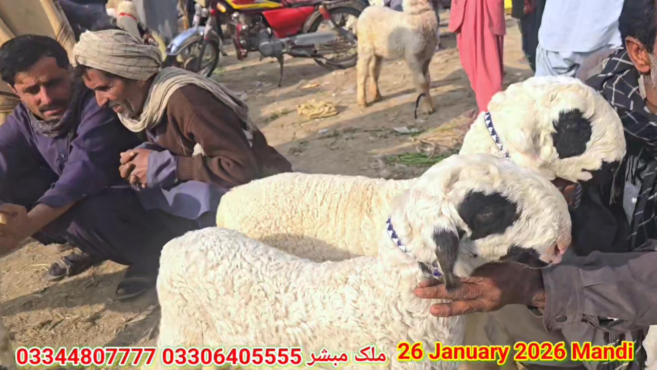 03306405555-mundra-mandi