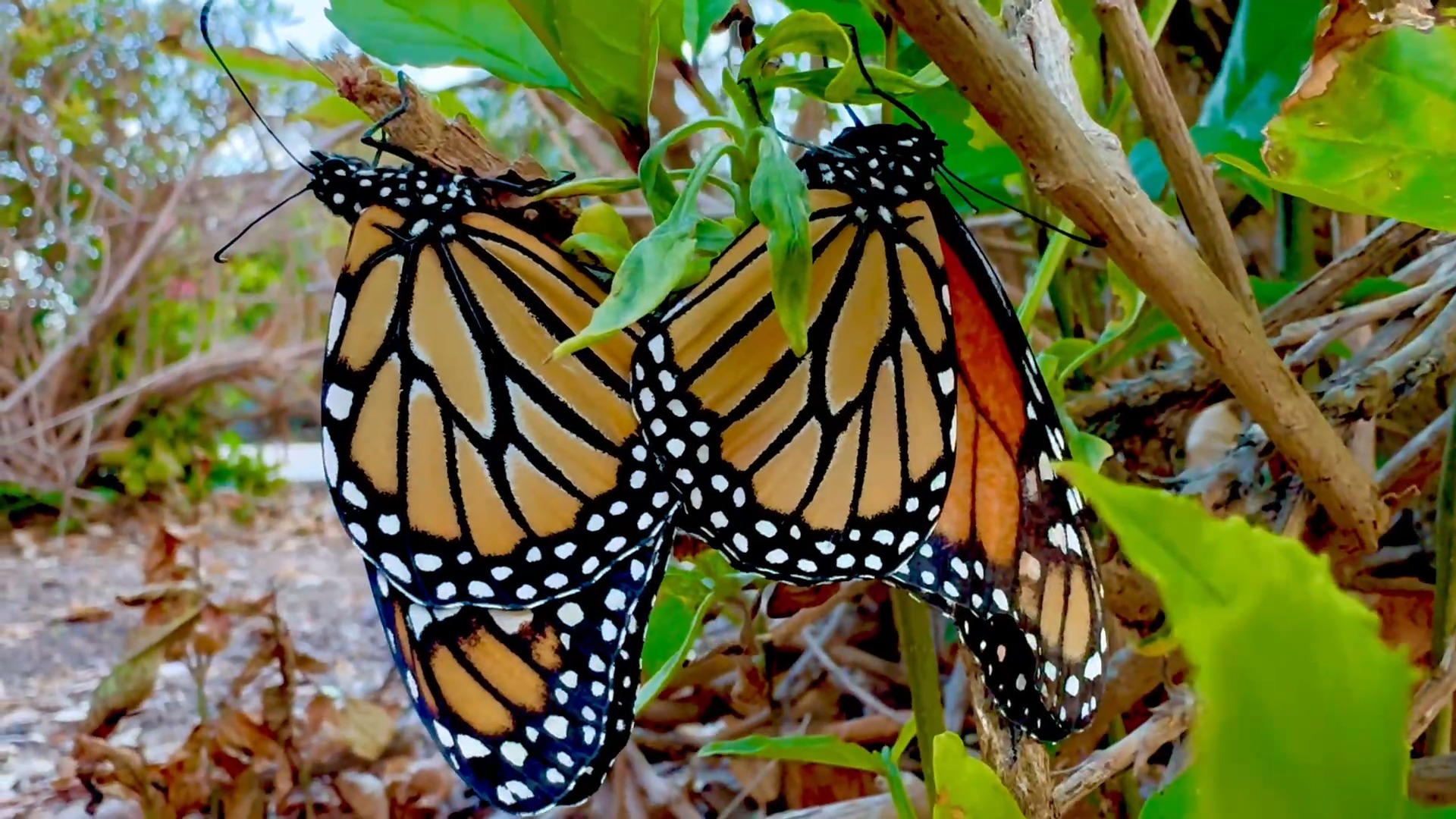 Did you know we have a butterfly garden at Arneill Ranch Park? Monarch ...