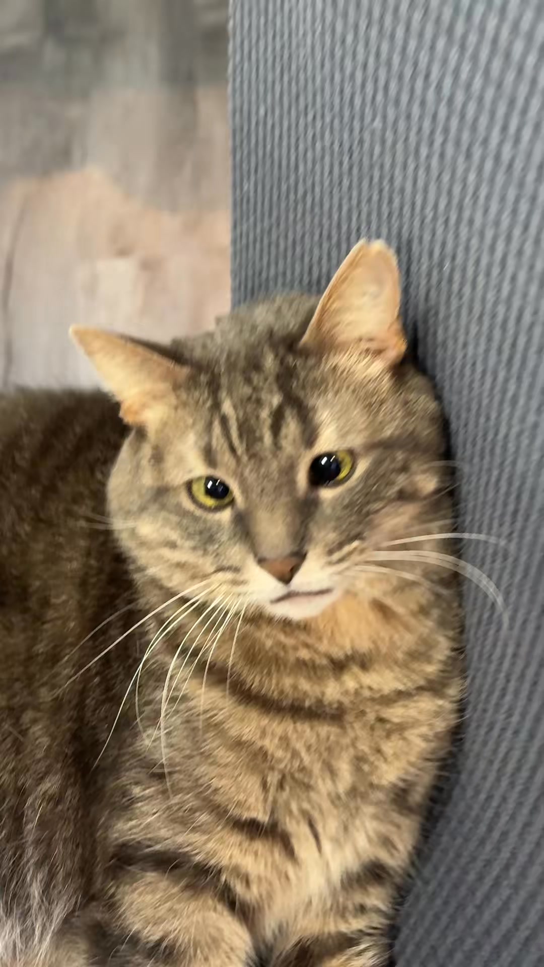 Diz don’t play 😳 #fyp #cute #cutecat #foryou #🥺 #fatcat #cats #catso ...