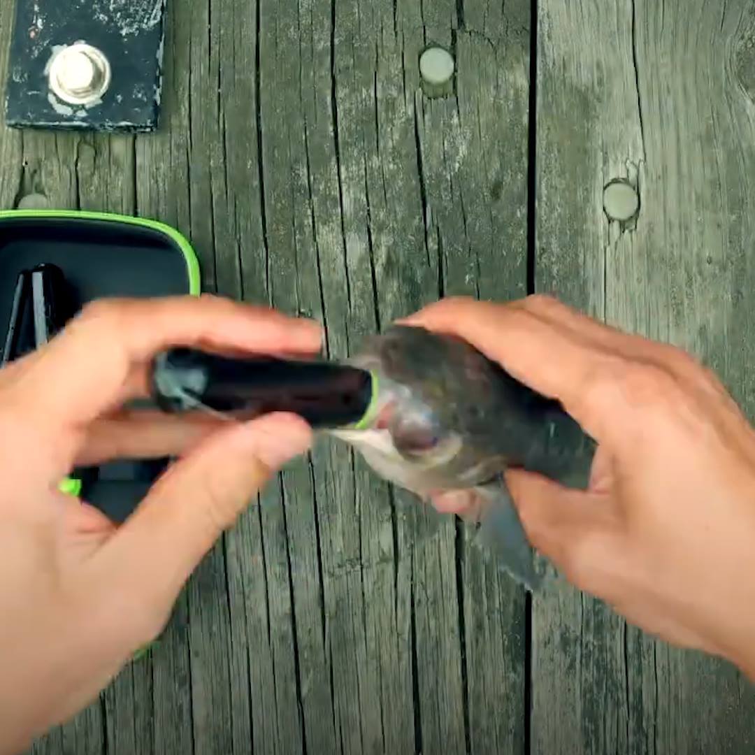 This gadget brings dead bait fish... - In The Know Innovation | Facebook