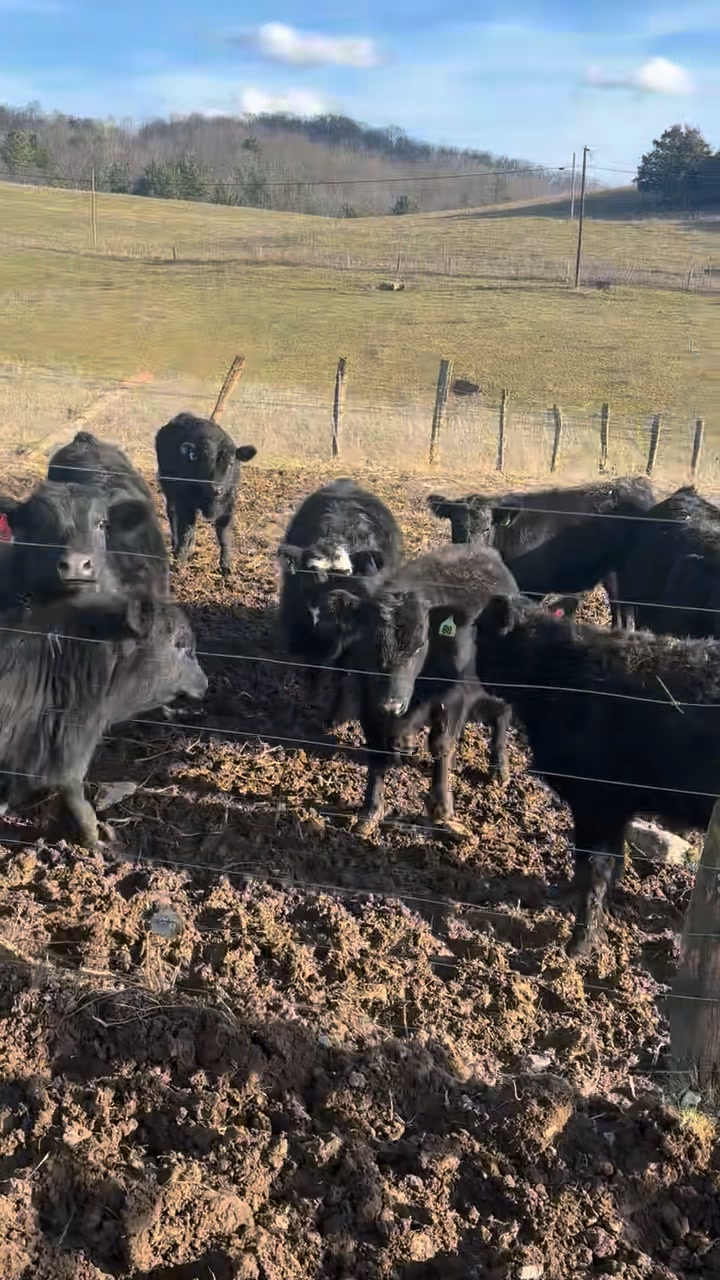 Cattle are still coming for Monday, January 5! 25 Head Steers & Heifers ...
