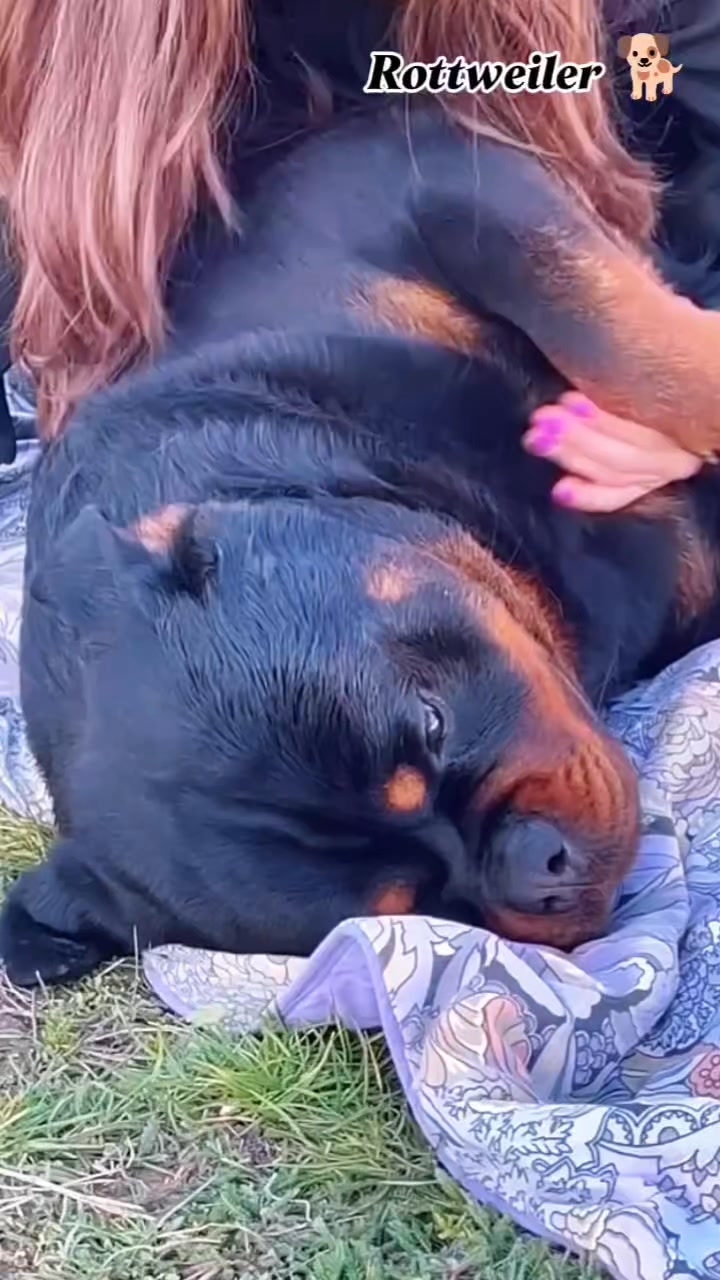 Cute rottweiler baby ️🐕🐕 #Rottweiler #rottweilerpuppy #rottweilerlove # ...