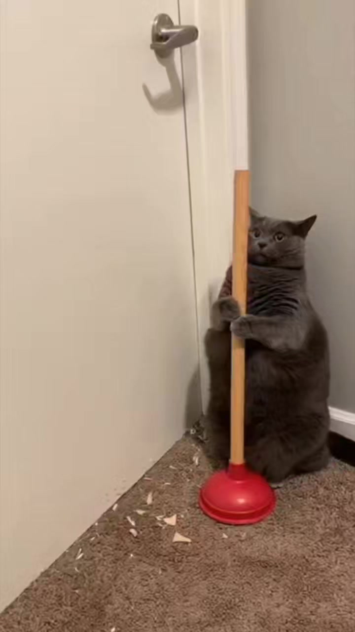 🐈🐈‍⬛ Japanese cat fight is on !! One wearing a backpack