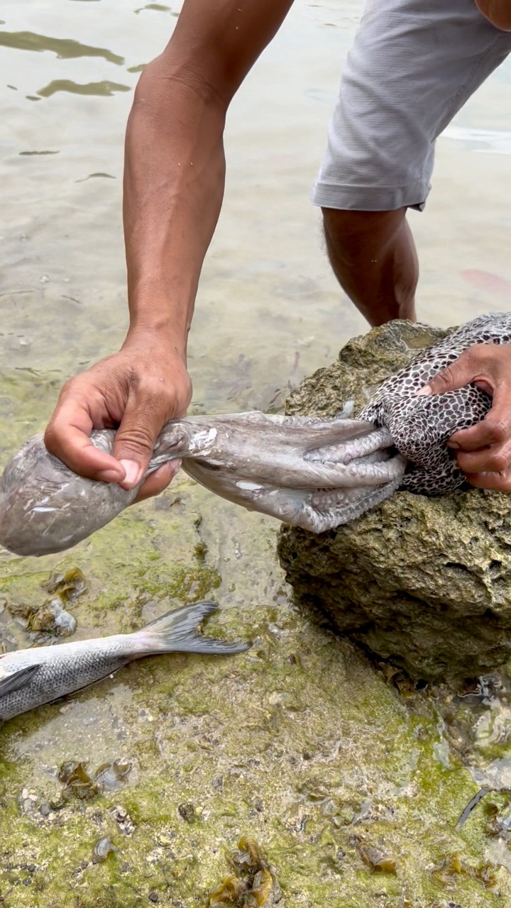 Malaking ubod kumain nang malalaking isda at octopus 🐙!!!!! | Kasoy tv ...