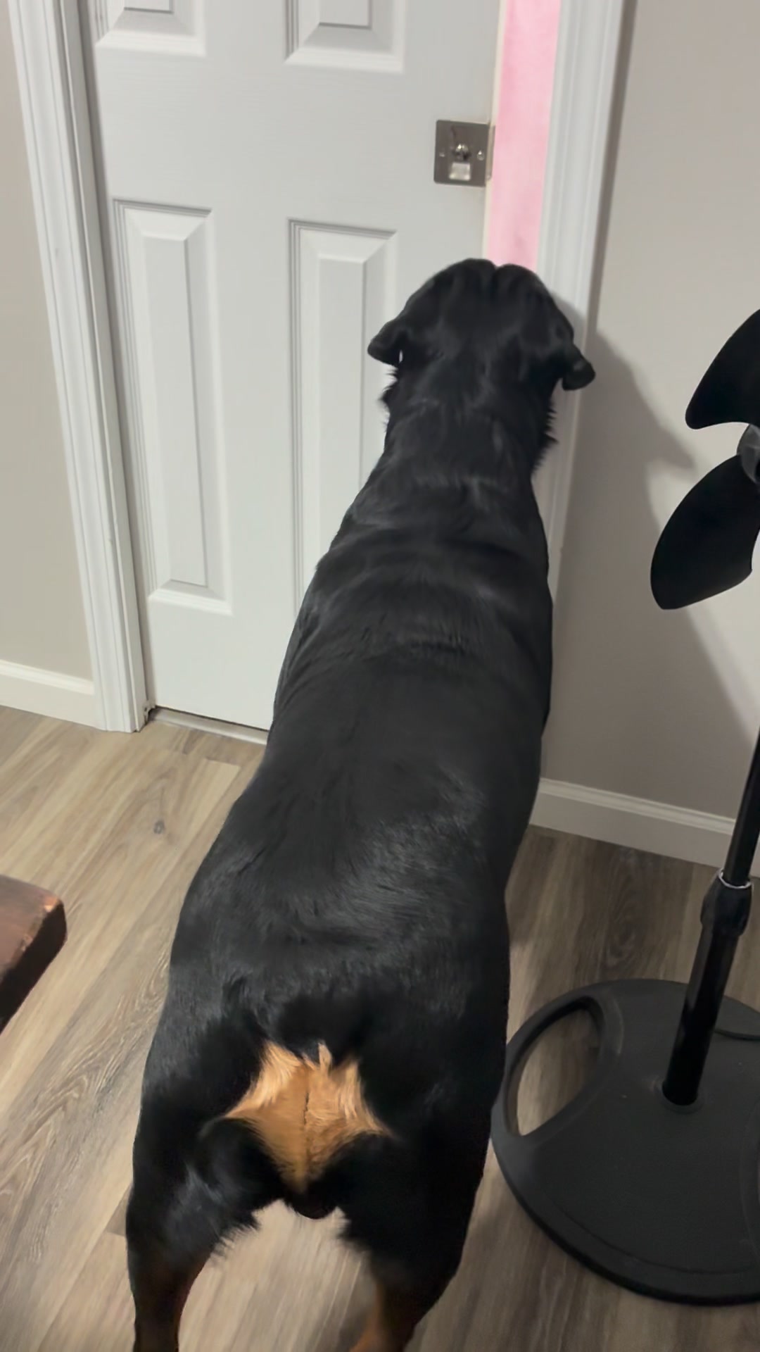 King was so confused!! #petsofinstagram #petsoftiktok #dog #rottweiler ...