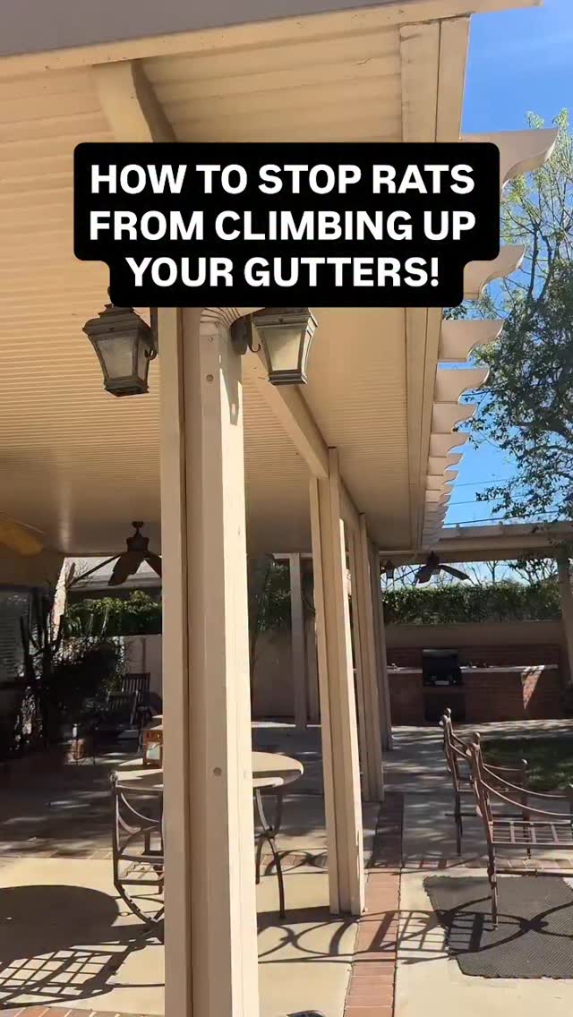 ULTIMATE way on how to stop rats from climbing up your gutters! Coming ...