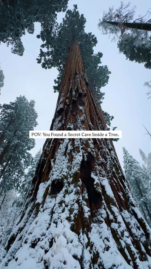 A secret cave inside a Sequoia tree 🌲 ️ Sequoia trees have thick, fire ...