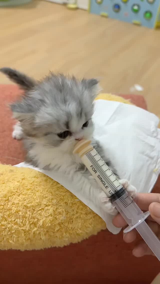 Proof that kittens make the world a happier place! 🐱 From silly antics ...