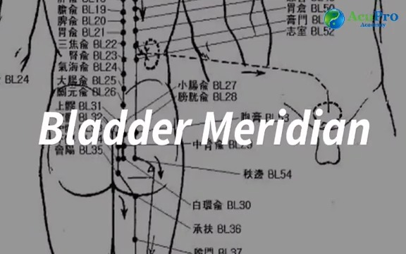 AcuPro Academy - 💥 The Bladder Meridian — Longest Channel,... | Facebook