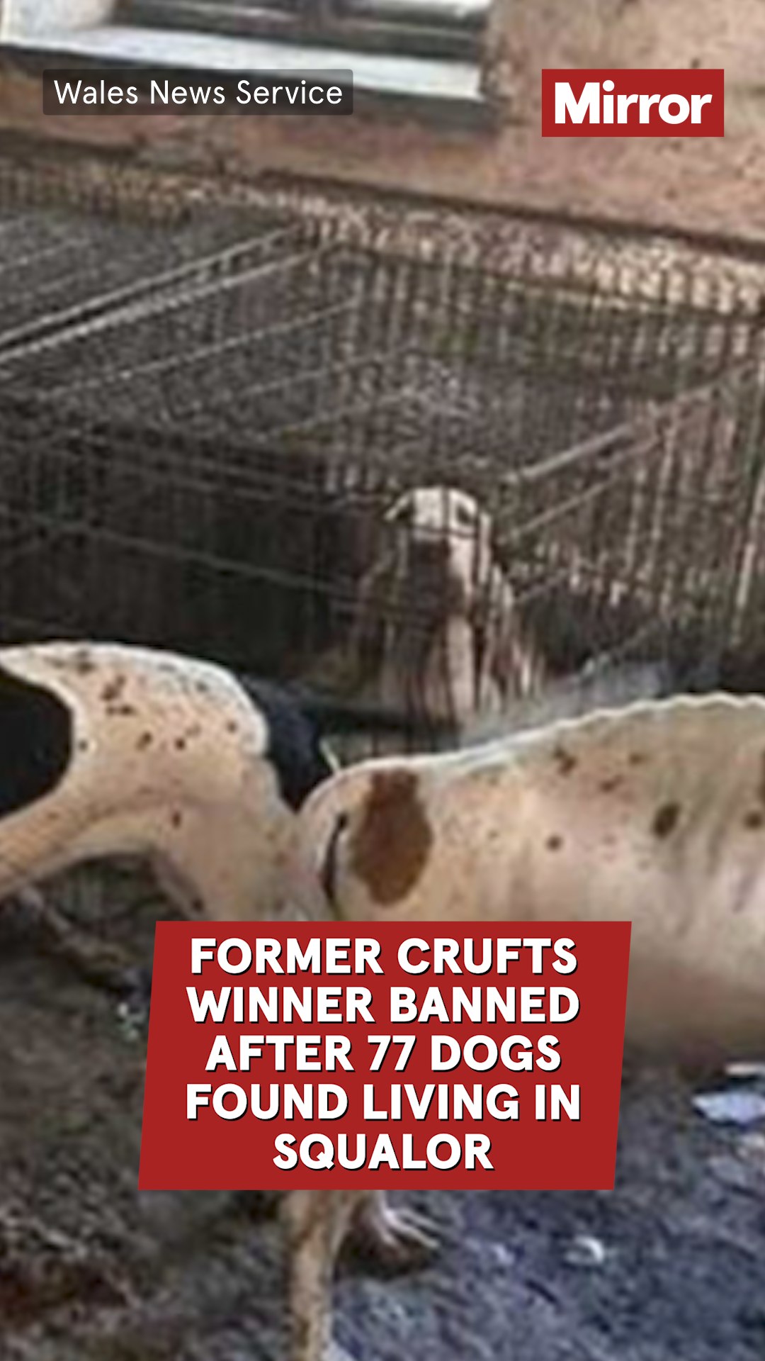 Former Crufts winner Lynda Cooper, 74, has been banned from