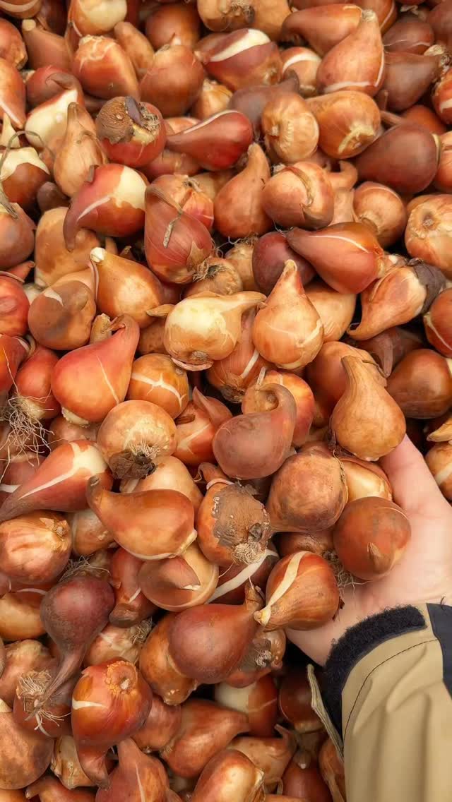 Do you know the magic of bulbs? 白樺の小道にちょっとした球根魔法をかけましたので、来年の5月はすごいことになり ...