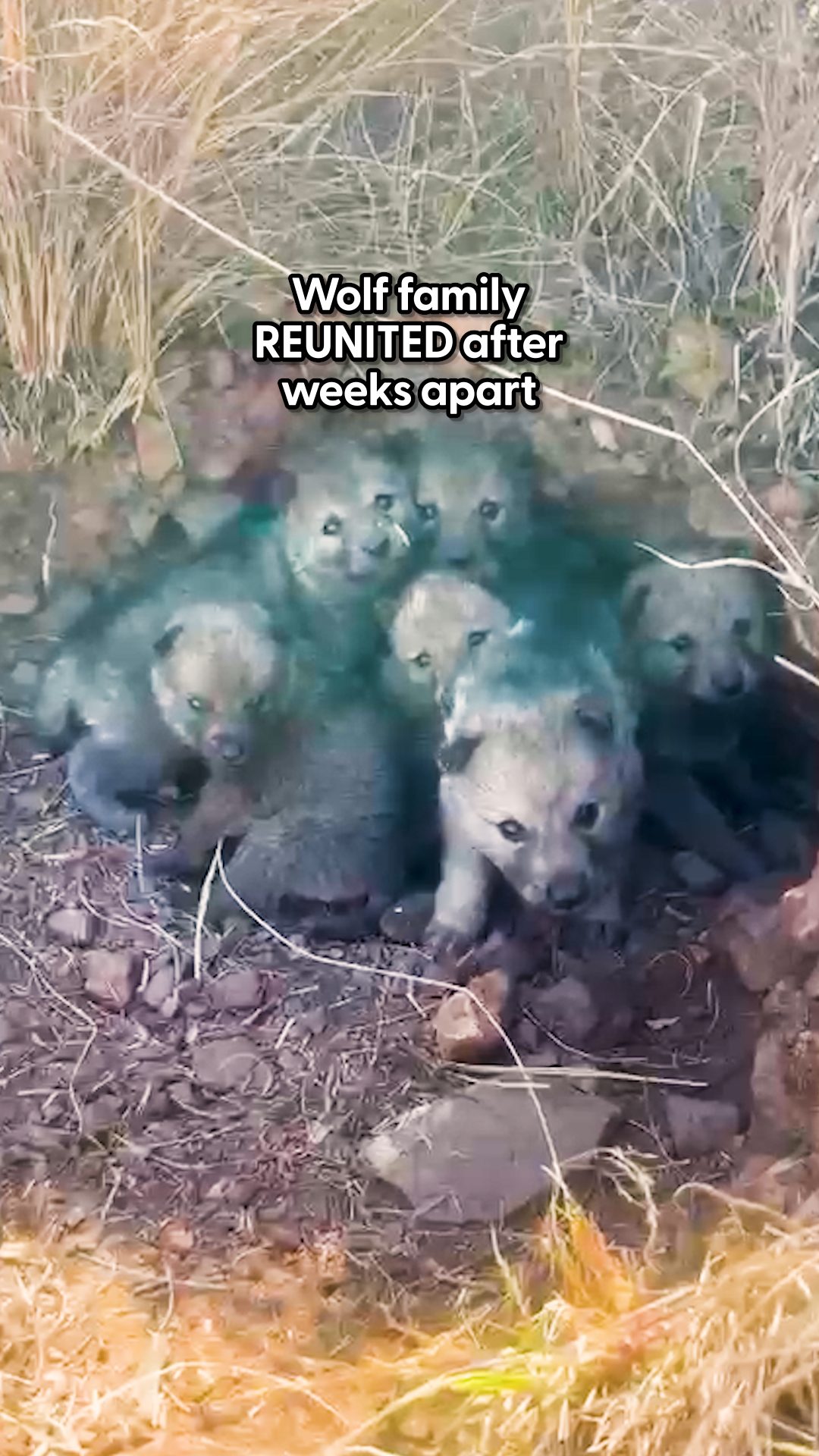 First they found his mate — and she led them straight to all their ...