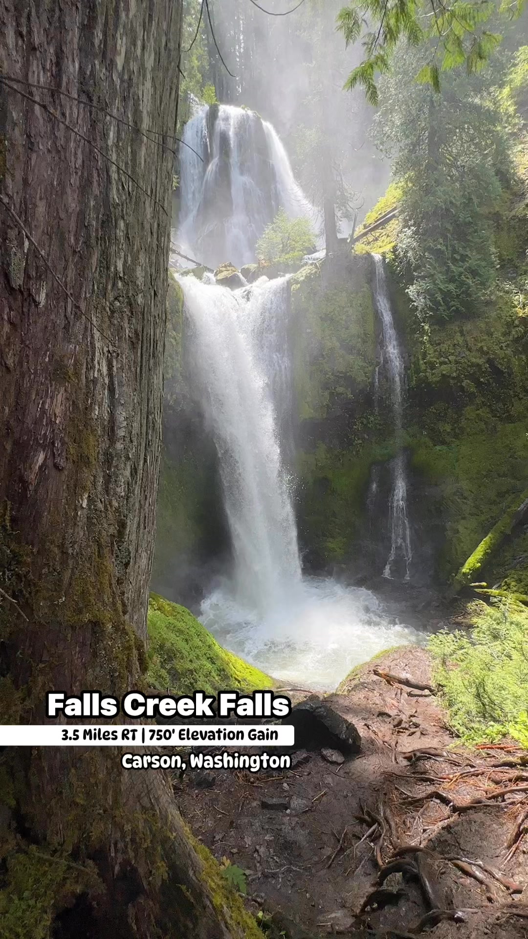 Just outside of Carson, WA, you’ll find Falls Creek Falls — one of the ...