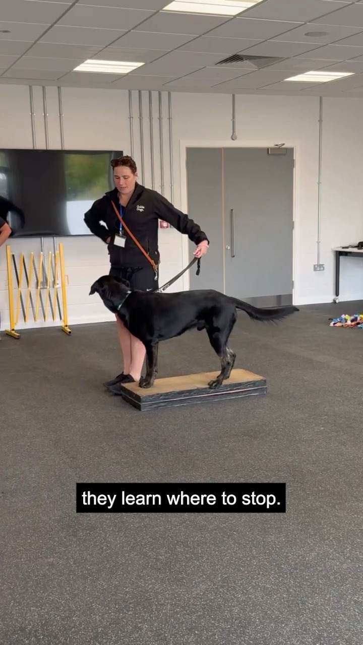 Building calm focus and reliability one step at a time 🐾 During their ...