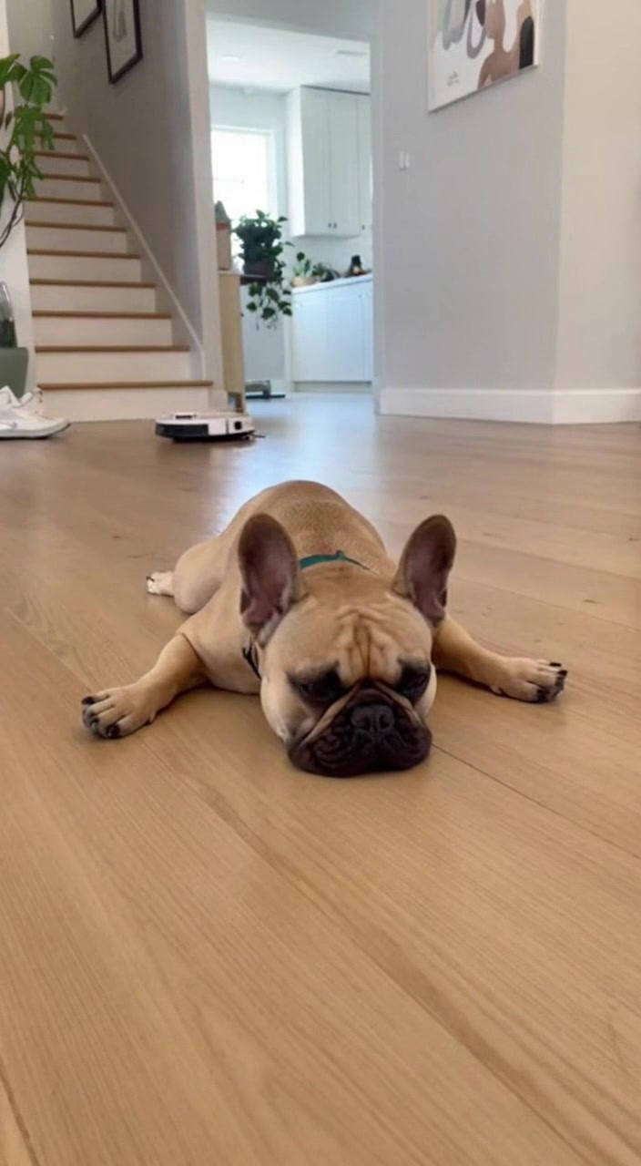 I’m not a rug, but I play one on TV. 📺 #acting #doglife | Paws A Zany ...