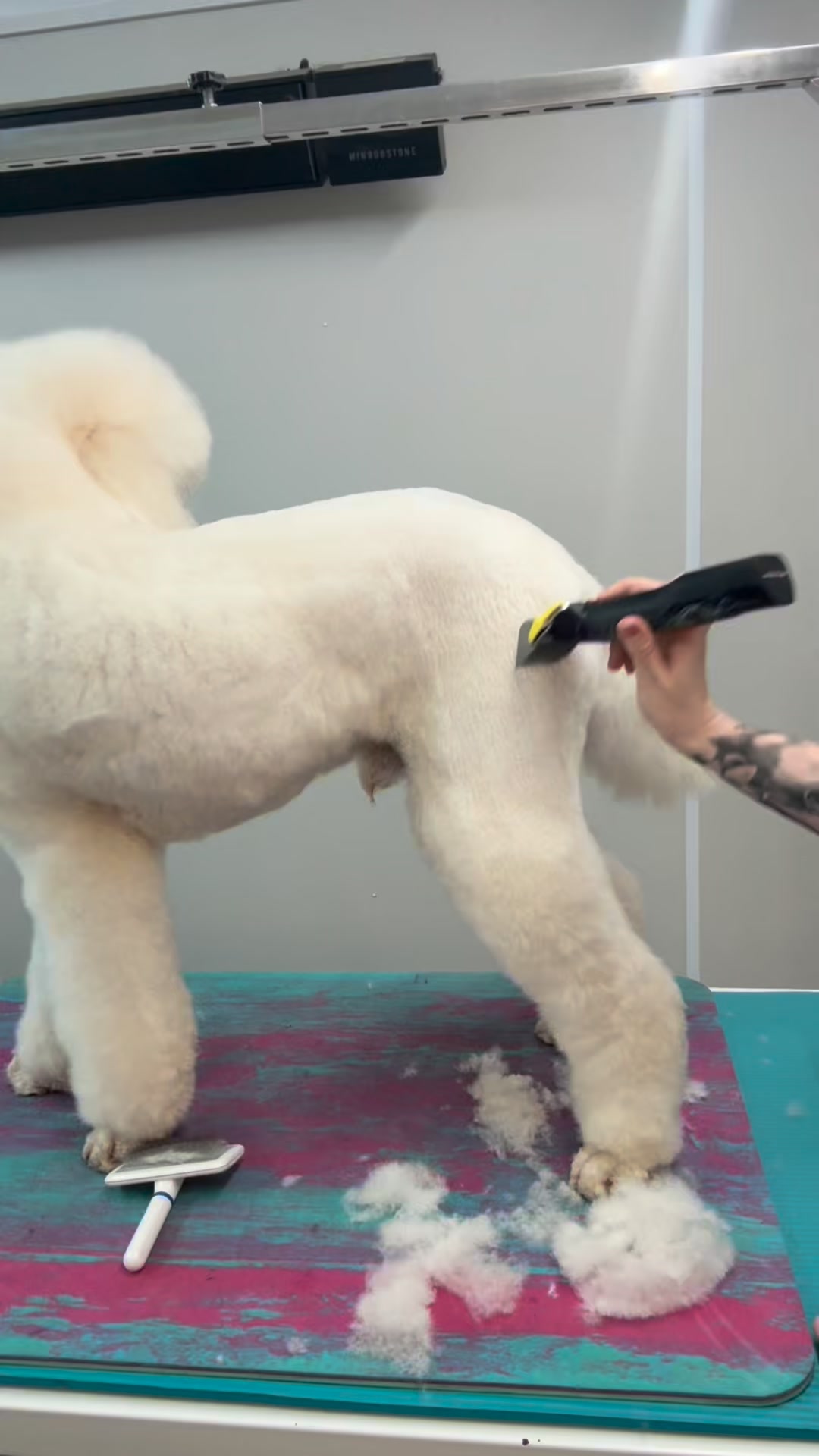It’s leg day 💪 with Ralph the standard poodle I just love how my Iv San ...