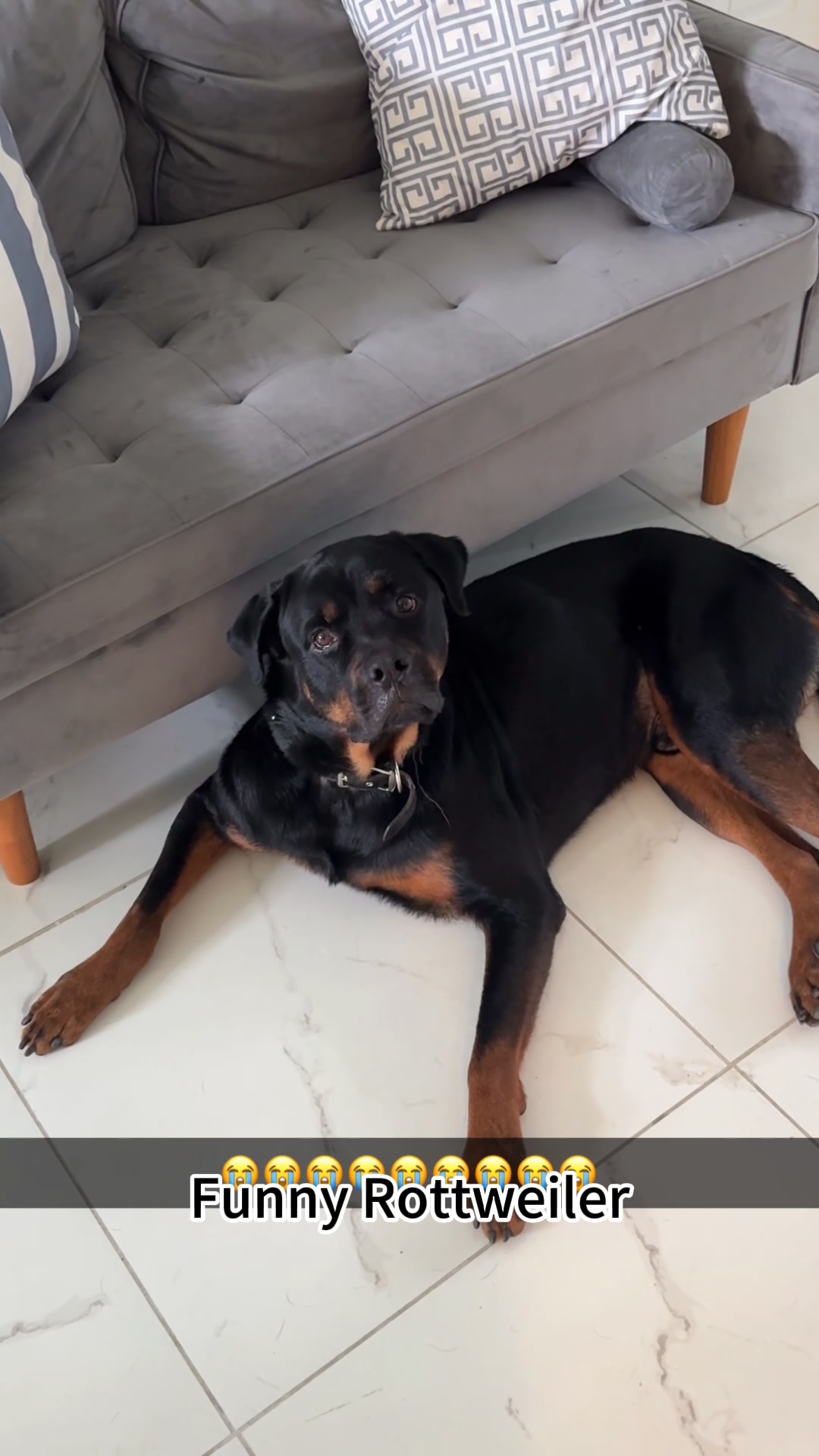 Funny Rottweiler #funny #fyp #funnydog #rottweiler #funnyvideos # ...