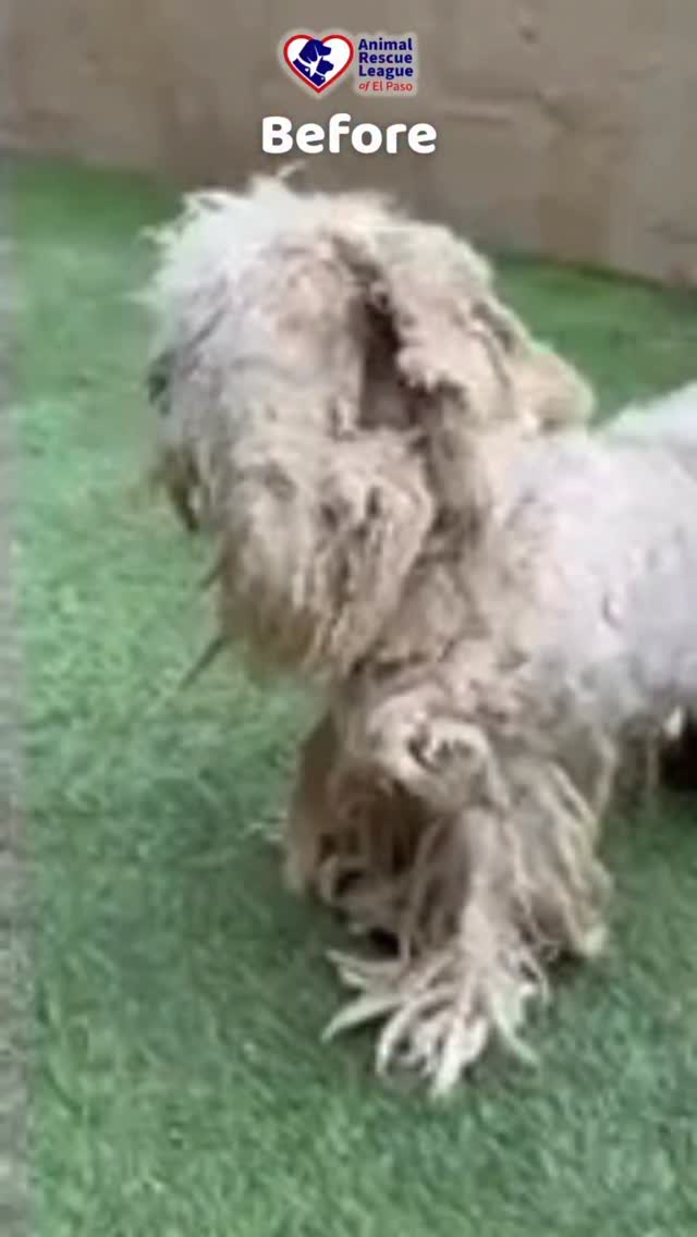 From neglected… to cherished. 🤍 Peanut’s little body told a story the ...