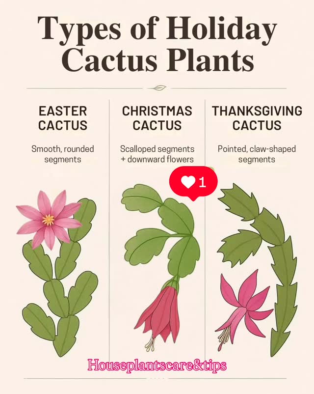 Types of Holiday Cactus 🌵 Plants 🪴 Know The Difference. Save it for ...