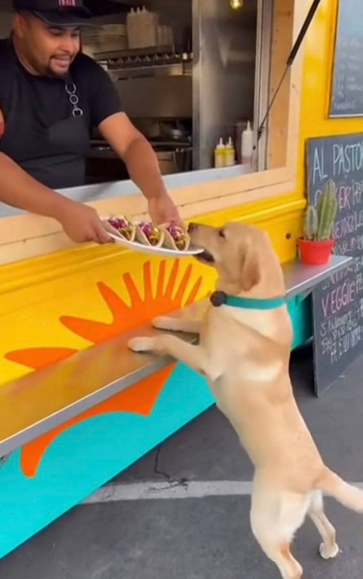 Taco Tuesday! #doggo #dogsoffacebook #labradorretriever # ...