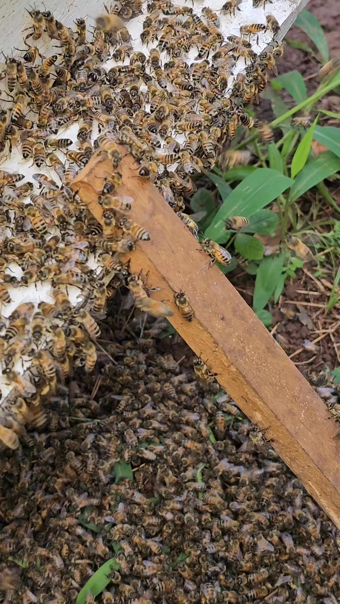 Bees leave old nest and fly to new nest. | Phary BeeKeeper | Facebook