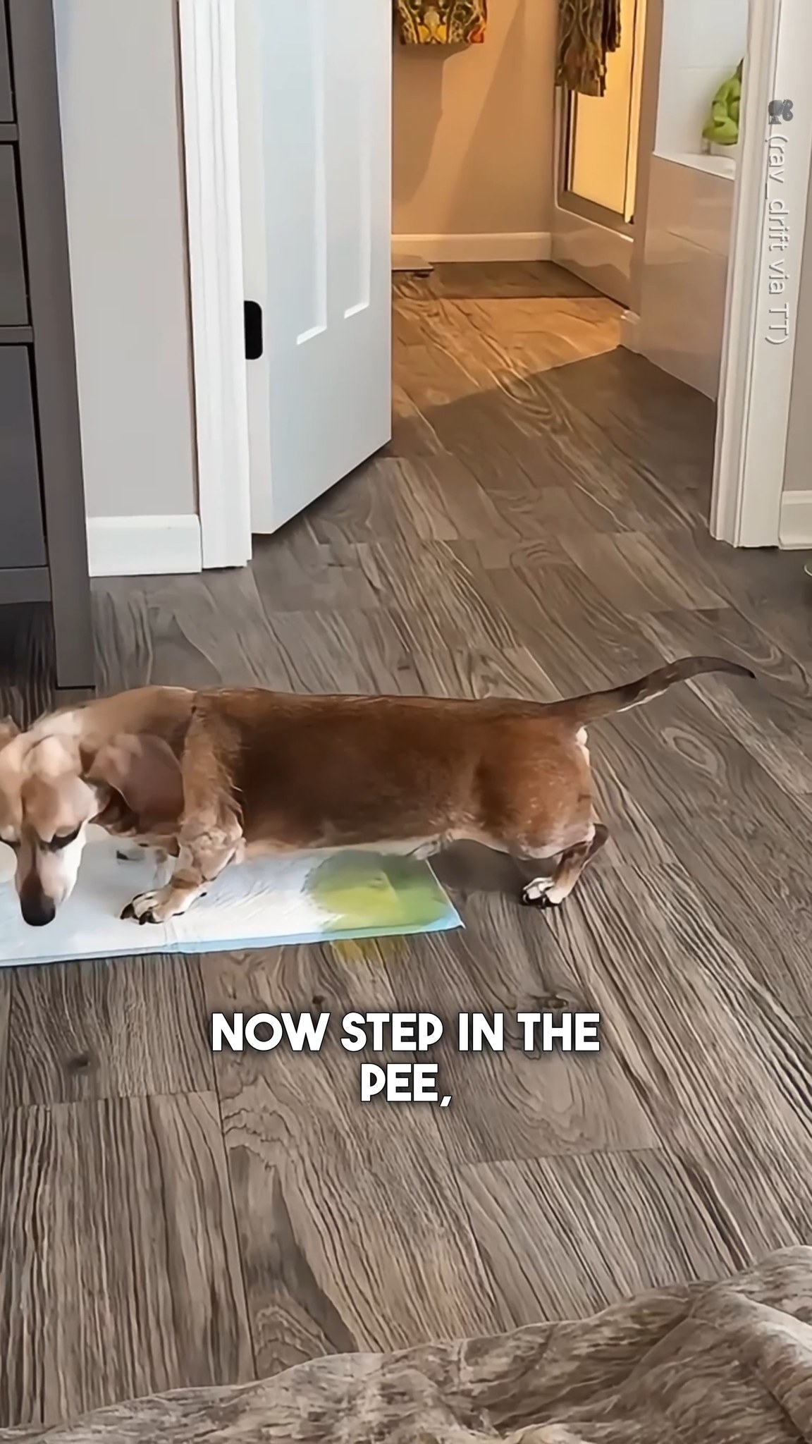 This Dog has the Funniest Morning Routine 😂 🎥 (rav_drift via TT) # ...