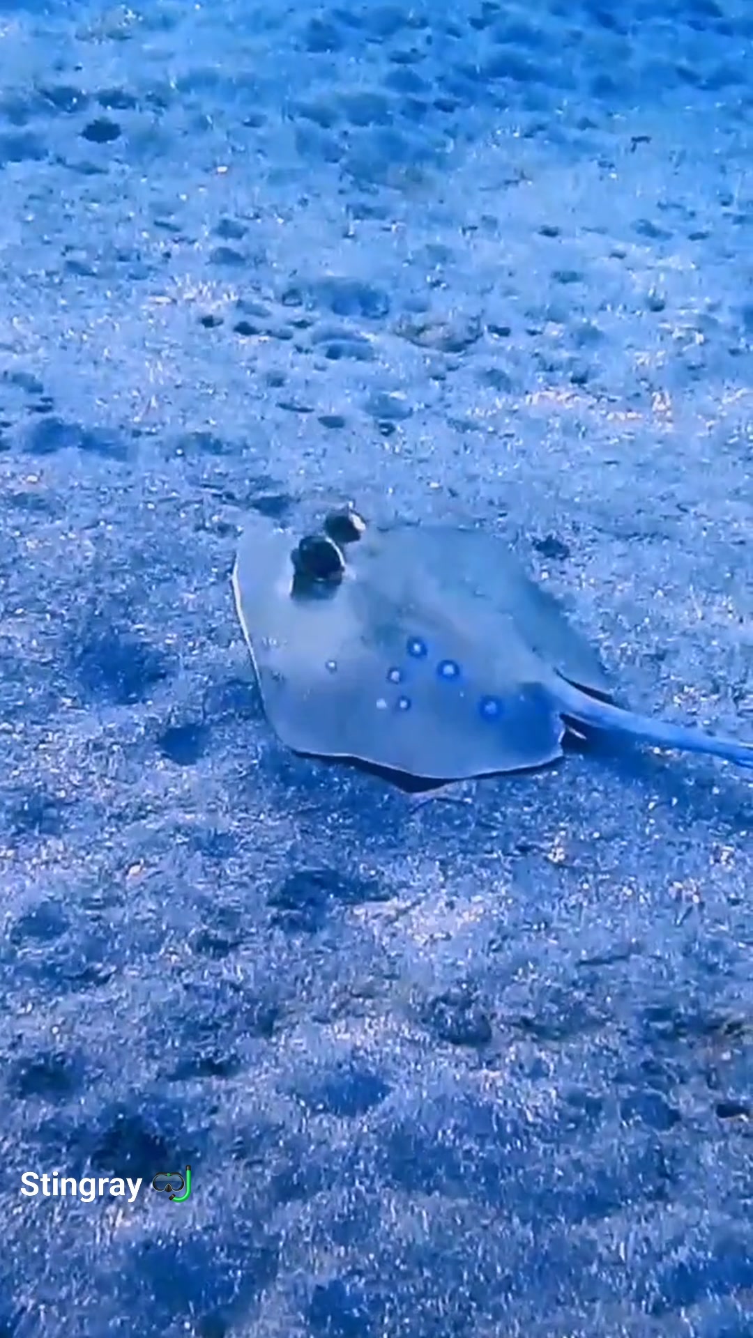 Like a horse galloping across the seabed 🐎🌊 The stingray moves with ...