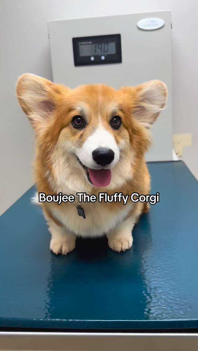 Boujee the fluffy Pembroke Welsh Corgi. We love our Boo girl ️ #corgi # ...