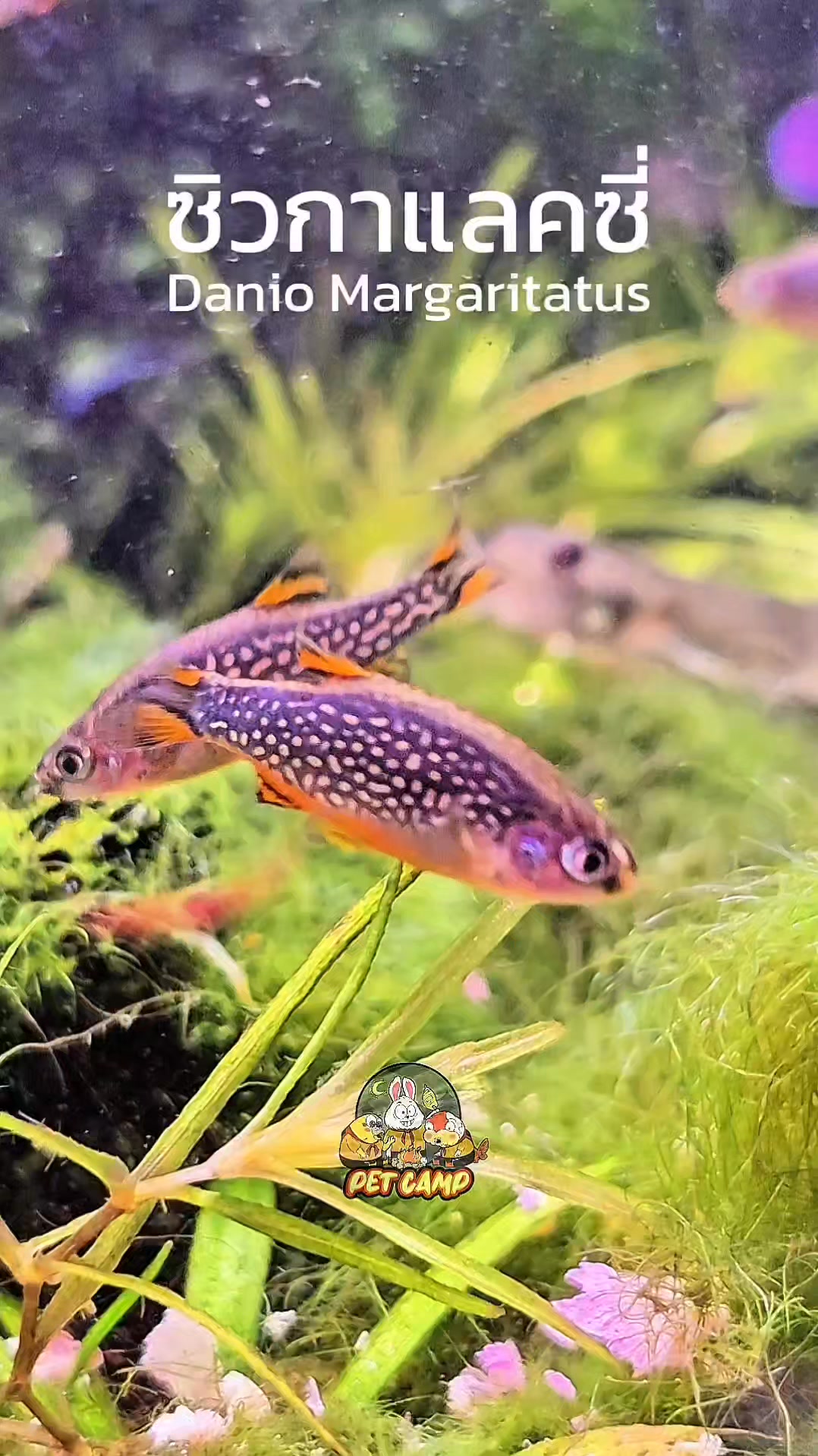 ซิวกาแลคซี่/Galaxy rasboras/Celestial Pearl Danios/Danio margaritatus # ...