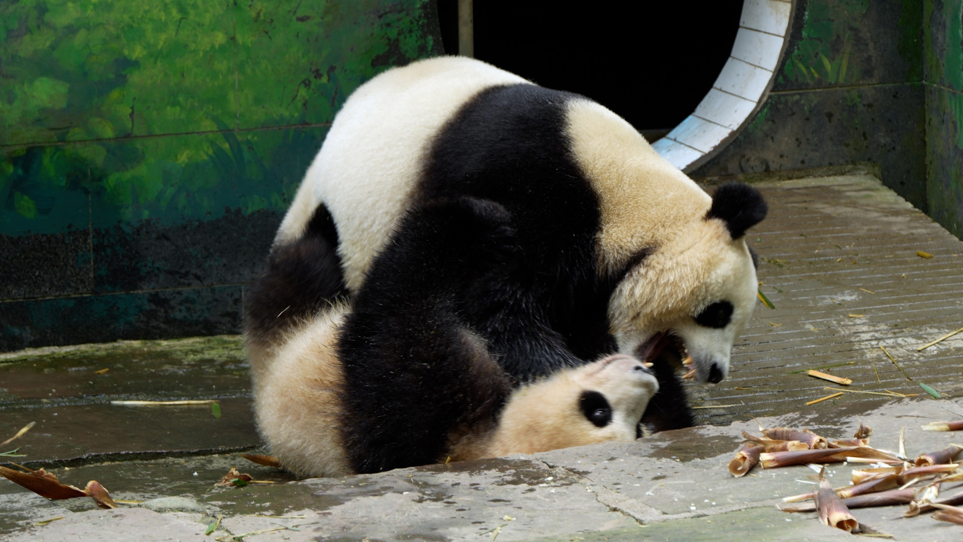 Who is more childish, me or my mom? (Ran Ran & Long Ye) #panda #funny # ...