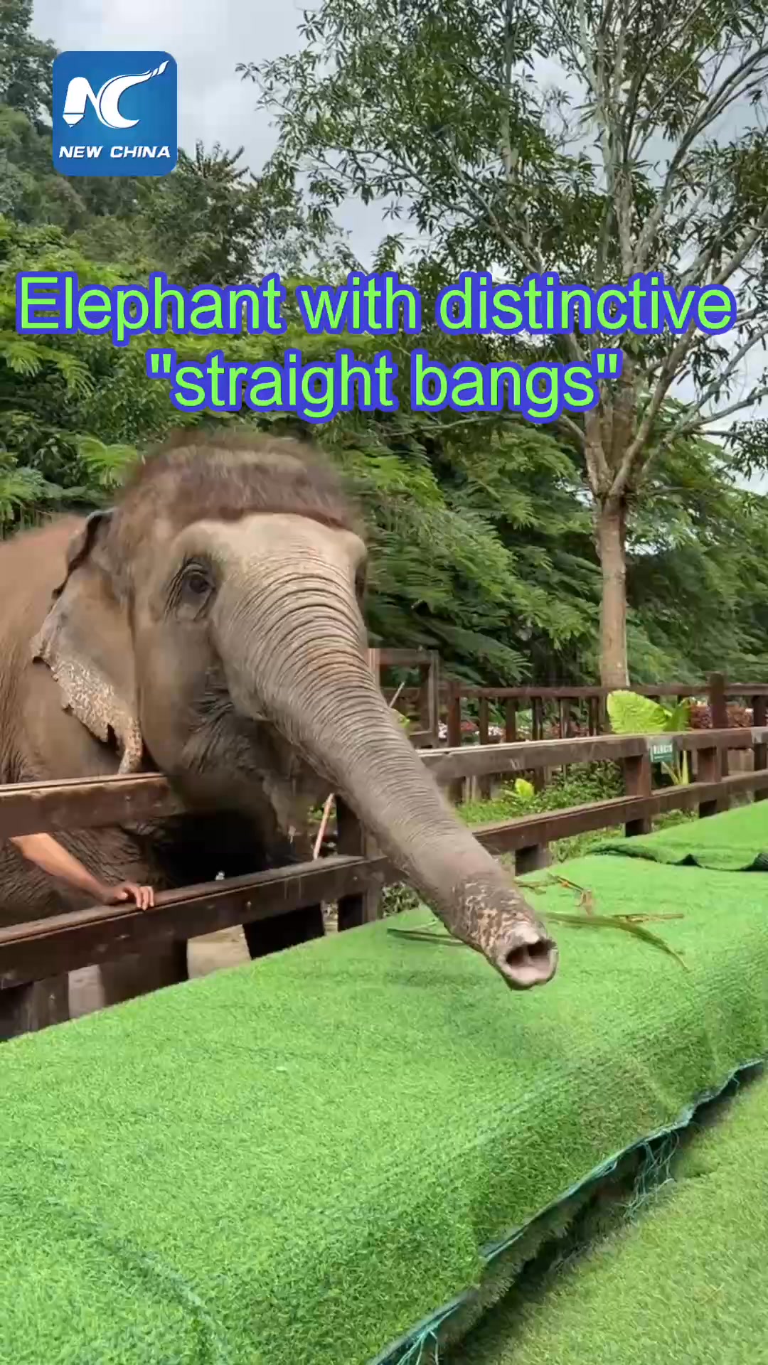 中国南西部・雲南省シーサンパンナ・ダイ族自治州の野象谷で暮らすゾウ