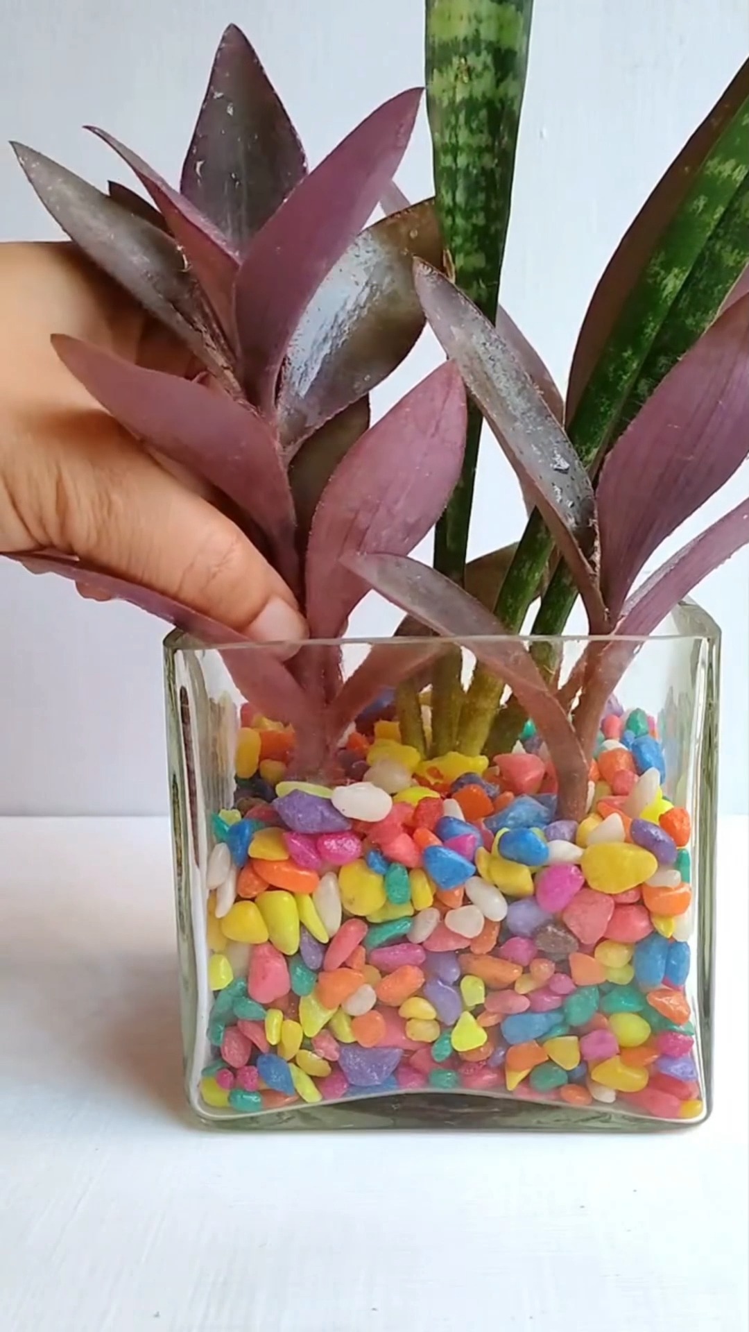 como plantar espada de são jorge e planta trapoeraba roxa em um vaso de ...