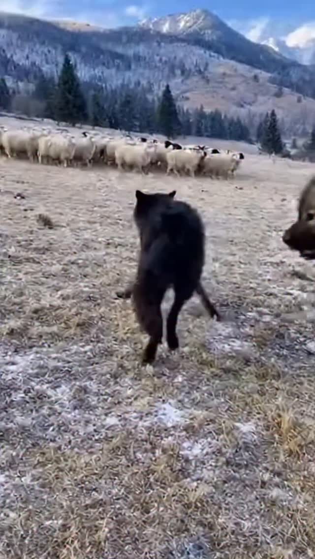 Caucasian Shepherd Stops Black Wolf in Seconds — Flock Saved! # ...