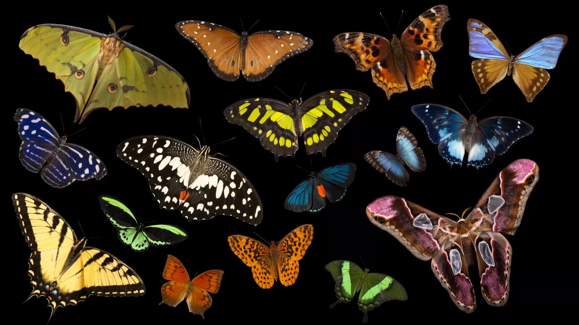 Did you know that butterflies and moths are great indicators of a ...