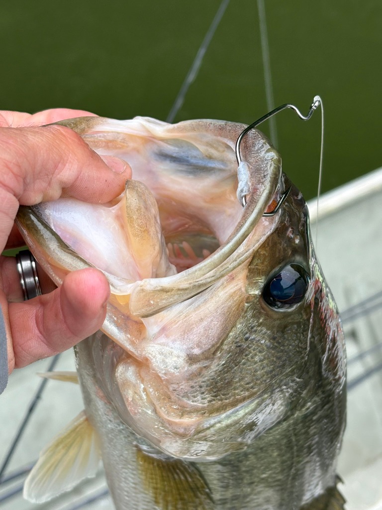 best lures for fishing trout Panther Martin Spinner Panfish of the Best Kit DSG6 Deadly type_fish-room What's it worth? - Color:Vietnam Veterans